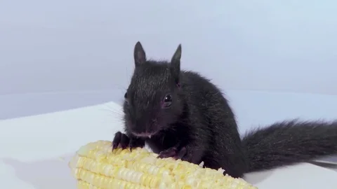 Medium shot squirrel eating corn food falls from face Stock Footage 75763454