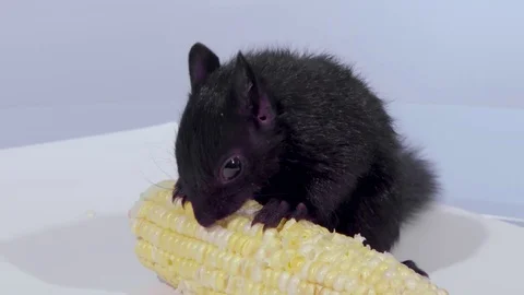 Medium shot squirrel eating corn and looking up Stock Footage 75763916