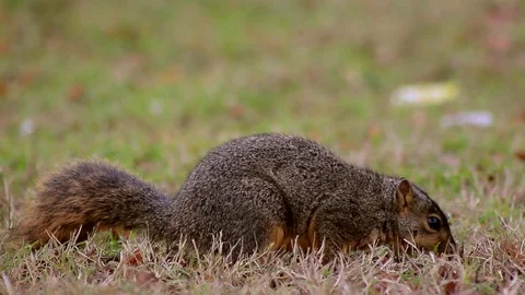 A medium shot of a Squirrel as it explores the grass Stock Footage 88488679