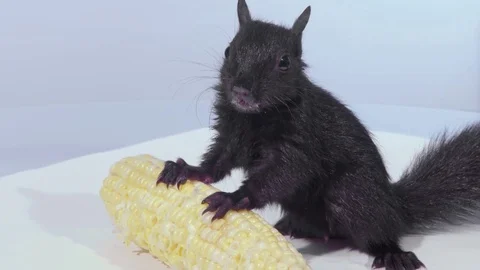 Medium shot squirrel standing over corn Stock Footage 75763629