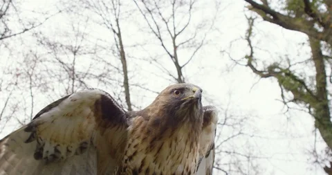 Medium shot of a starting and flying falcon with beautiful eyes, a beak Stock Footage 123577551