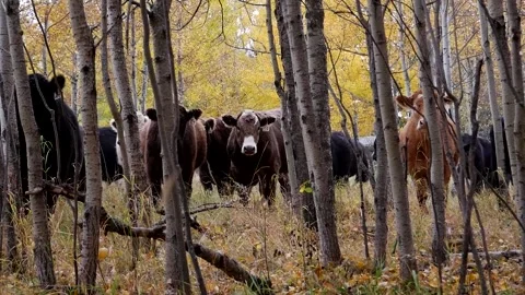 Medium Shot Steers Looking Through Trees Stock Footage 153240356