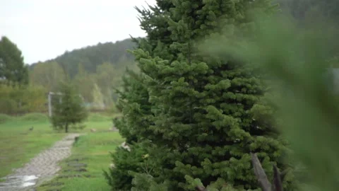 Medium shot of summer spruce in rain with pigeons on out of focus background Stock Footage 163257841