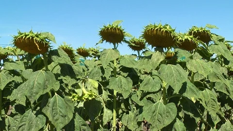 A medium shot of sunflower crops Stock Footage