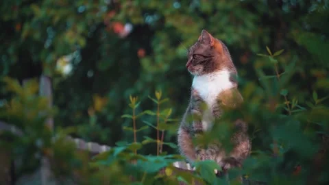 Medium Shot of Tabby Cat Sitting in Green Bushes Stock Footage 339645628