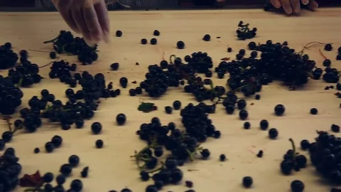 Medium shot on table of grapes triage Stock Footage 74467343