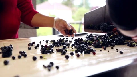 Medium shot on table of grapes triage Stock Footage 74467377