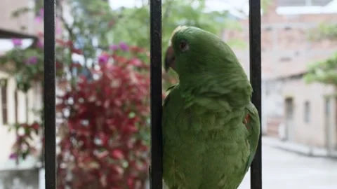 Medium shot of a talking parrot on metal fence Stock Footage 153802005