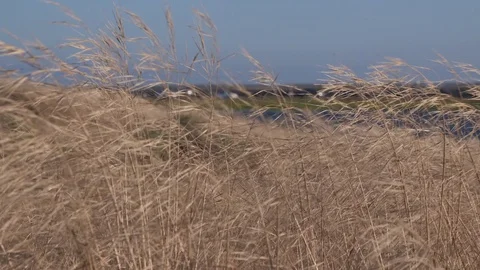Medium Shot of Tall Grass Blowing in the Wind Stock Footage 75949230