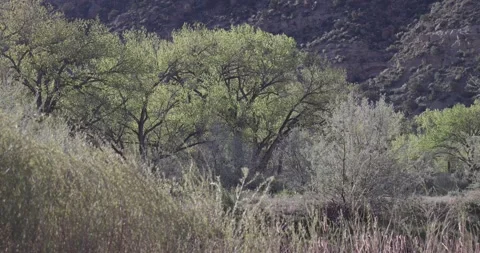 Medium Shot of Tall Grass Blowing with Side Lit Cottonwood Trees Stockbeeldmateriaal 333599097