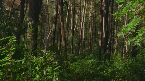Medium shot of tall slim tree trunks in a lush forest, with soft sunlight Stock Footage 344463801