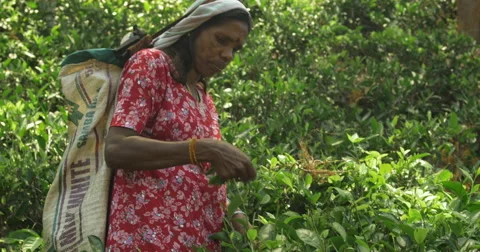 Medium Shot of Tea Plucker Plucking leaves in Kandy Sri Lanka Stock Footage 57531349