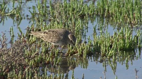 Medium shot of Temminck's Stint. Small bird eating insects in the water Stock Footage 33924510