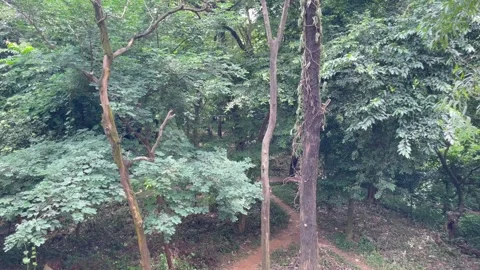 Medium Shot of Thick Forest Woods and Overgrown Greenery in Daylight. Stock Footage 344777143