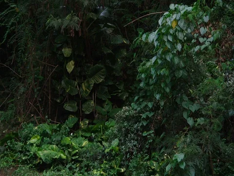 Medium shot, thick, tropical vegetation, lock off for plate. Video stock 80507761