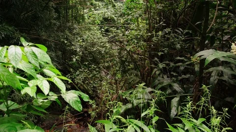 Medium shot, thick, tropical vegetation, tilt up to jungle canopy. Stock Footage 80509665