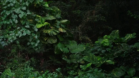 Medium shot, thick, tropical vegetation, lock off for plate. Stock Footage 80509974