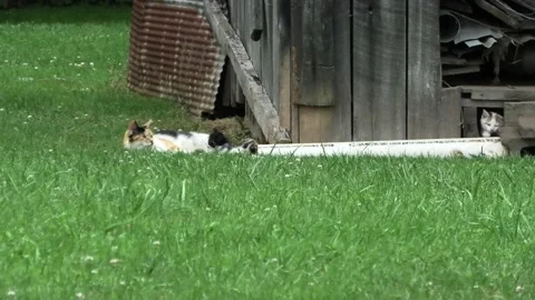 A Medium Shot of Three Kittens and Their Mother Stock Footage 200925686