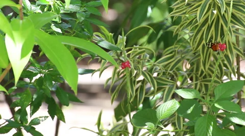 Medium shot of Tiger Longwing (Heliconius hecale) Butterfly  on flower Stock Footage 42205015