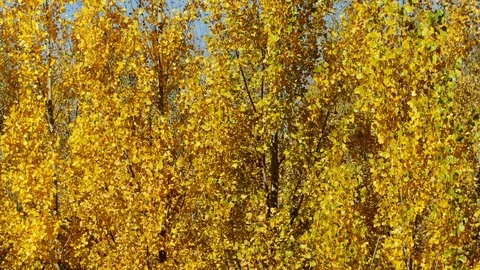 Medium Shot, Tilt Up, 10 Seconds Or Greater, Autumn, Clear Sky, Outdoors, Day, Stock Footage 94052174