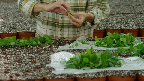 Medium Shot, Tilt Up, 10 Seconds Or Greater, Beginnings, New Life, Indoors, Day, Stock Footage 95824316