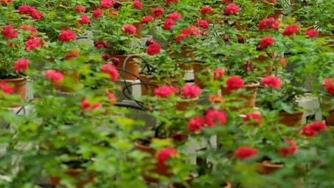 Medium Shot, Tilt Up, Wide Shot, 20 Seconds Or Greater, Indoors, Day, Latin, Stock Footage 94078641