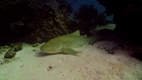 Medium shot, a tranquil Leopard Shark Stock-Footage 254661549