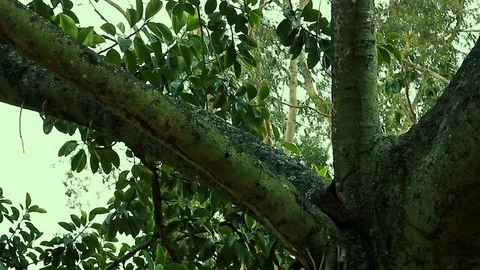 Medium Shot Tree Branch Stock Footage 70763102