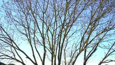 Medium Shot of Tree Branches Against Blue Sky – HD Stock Footage Stock Footage 304423768