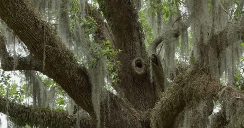 Medium shot of a tree trunk, branches covered in spanish moss on a sunny day Stock Footage 274507761