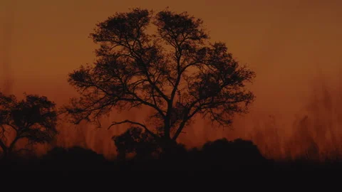 Medium shot of trees and grass in warm dusk light, South Africa Stock Footage 318814911