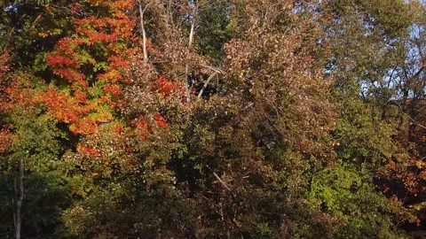 A Medium Shot of Trees in the Fall 库存影片 151494123