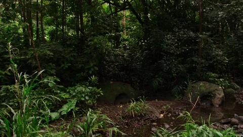 Medium shot, tropical vegetation, small water pool, lock off for plate. Video stock 80510555