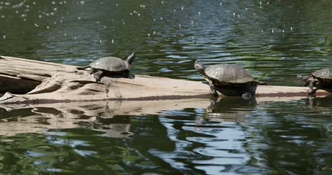 Medium shot of turtles on a log on a sunny day Stock Footage 274166215