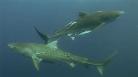 Medium shot of two black-tip tiger sharks. Video stock 183391474