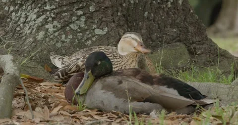 Medium shot of two ducks sleeping under a tree on a sunny day Stock Footage 274509192