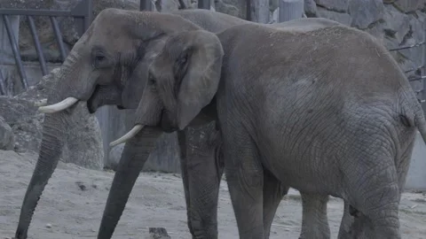 Medium Shot Of Two Elephants In The Vienna Zoo, Schönbrunn Palace Stock Footage 165162463