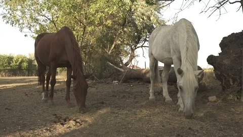 Medium shot of the two horses Video stock 120540976
