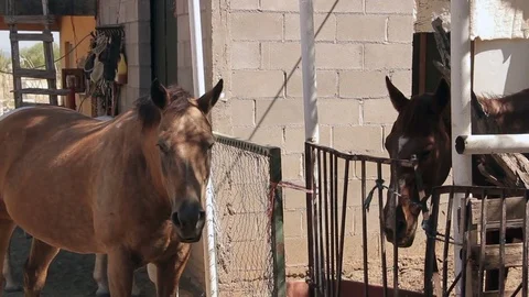 Medium shot of two horses in Mexico farm Stock-Footage 81769246