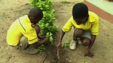 MEDIUM SHOT: TWO PAKRO STUDENTS PLANTING SHRUBS Stock Footage 58026424