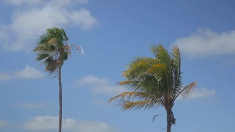 Medium Shot Two Palm Trees Stock Footage 89415758