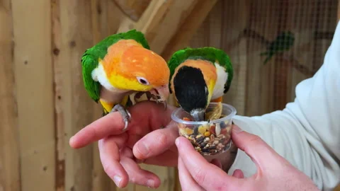 Medium shot of two parrots eating sitting on a man's arm Stock Footage 305736982