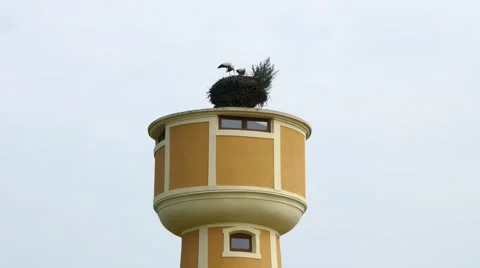 Medium shot of two Pelican sitting in their nest on roof top of a turret Stock Footage 67893816
