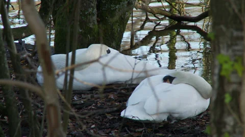 Medium shot of two swans sleeping. Stock Footage 33058997