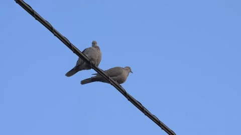 Medium shot two turtle doves on the thread of light. Video stock 154582985