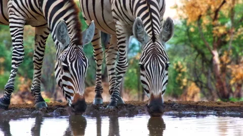 A medium shot of two wild zebras drinking together at a watering hole. Stock Footage 319639584
