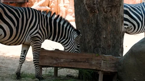 Medium shot of two zebras in an open-air zoo, the space imitates the Savannah Stock Footage 302186328