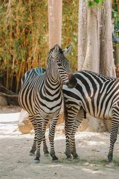 Medium shot of two zebras in an open-air zoo, the space imitates the Savannah Stock Photos
