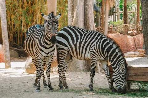Medium shot of two zebras in an open-air zoo, the space imitates the Savannah Stock Photos