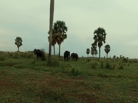 Medium shot of Ugandan elephants walking on safari with soft pan Video stock 81747426